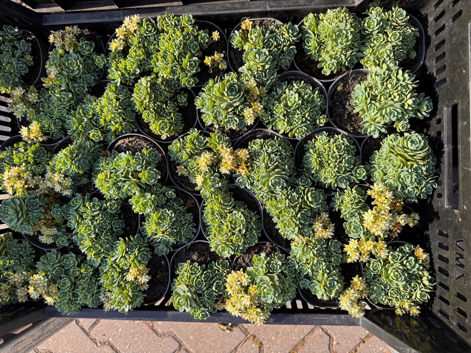 Foto 23 van Rotsplanten: 30 soorten,10 voor €10, sempervivum, sedums enz