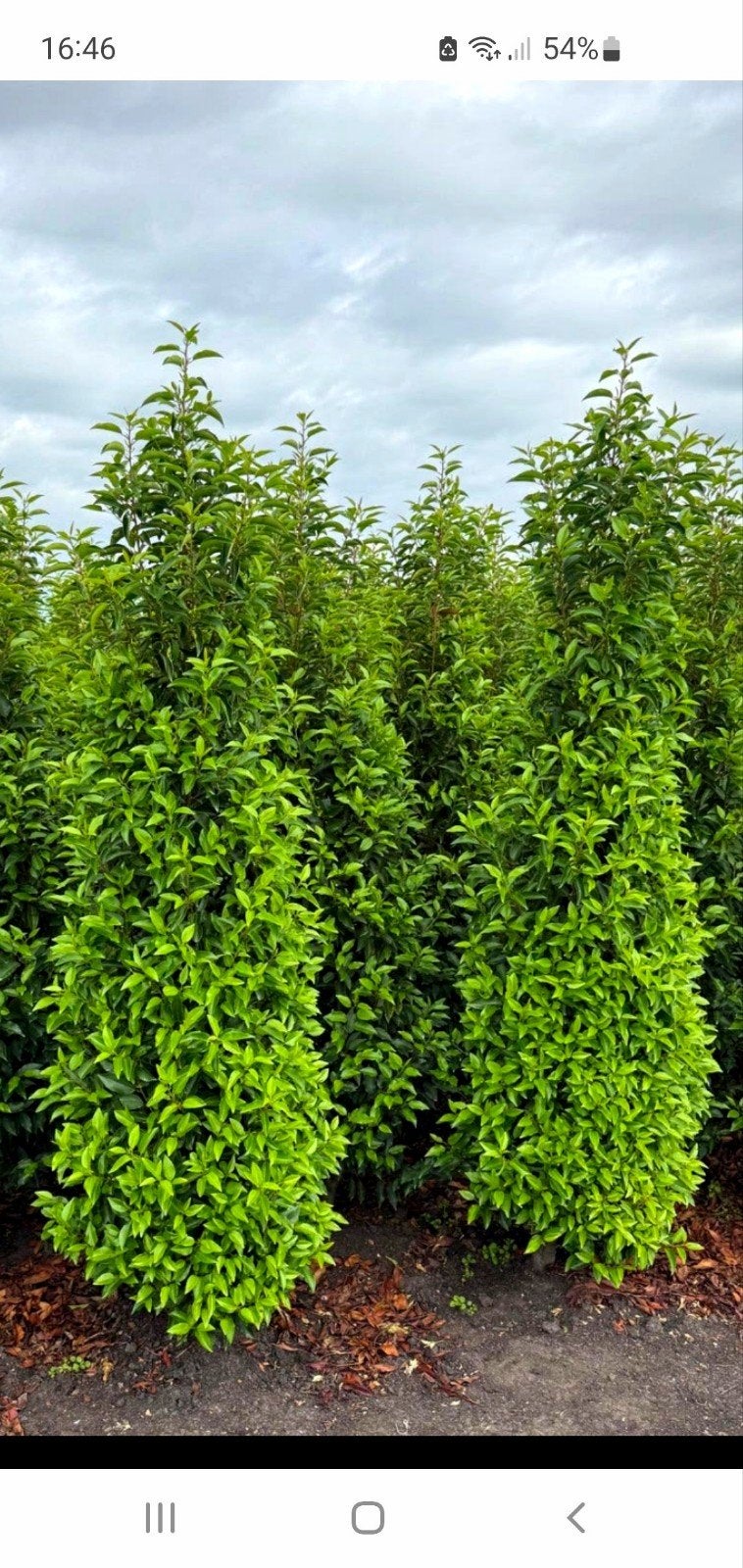 portugese laurier te koop, Ophalen, Laurier, 100 tot 250 cm