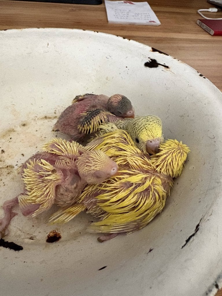 jonge grasparkieten., Meerdere dieren, Parkiet