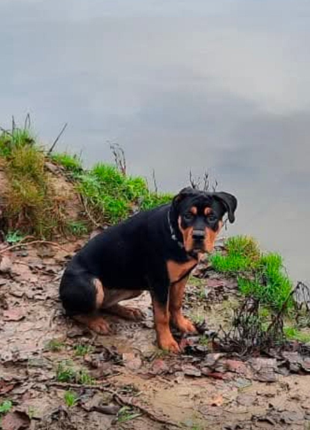dringend  thuis gezocht voor Roxy (5 jaar), Dieren en Toebehoren, Teef, Eén hond, Nederland, Particulier