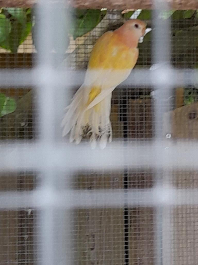 Mooie Bourke pop Lutino is niet geringd inruil man mogelijk., Dieren en Toebehoren, Vogels | Overige Vogels, Mannelijk, Geringd