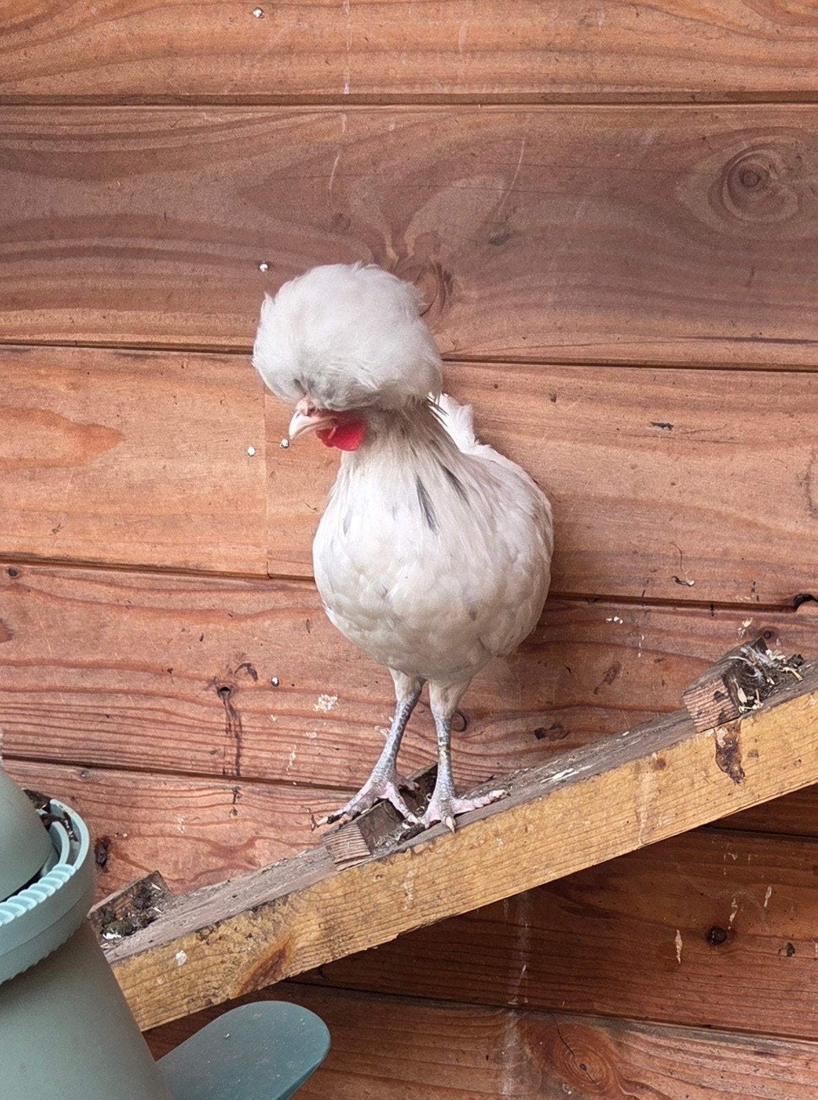 Hollandse Kuifhoen haan, Dieren en Toebehoren, Mannelijk