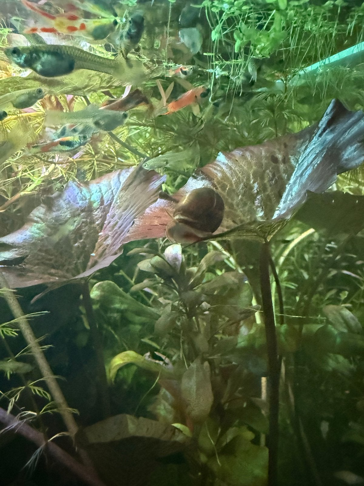 Verschillende aquarium planten te koop., Ophalen, Plant(en), Steen of Hout