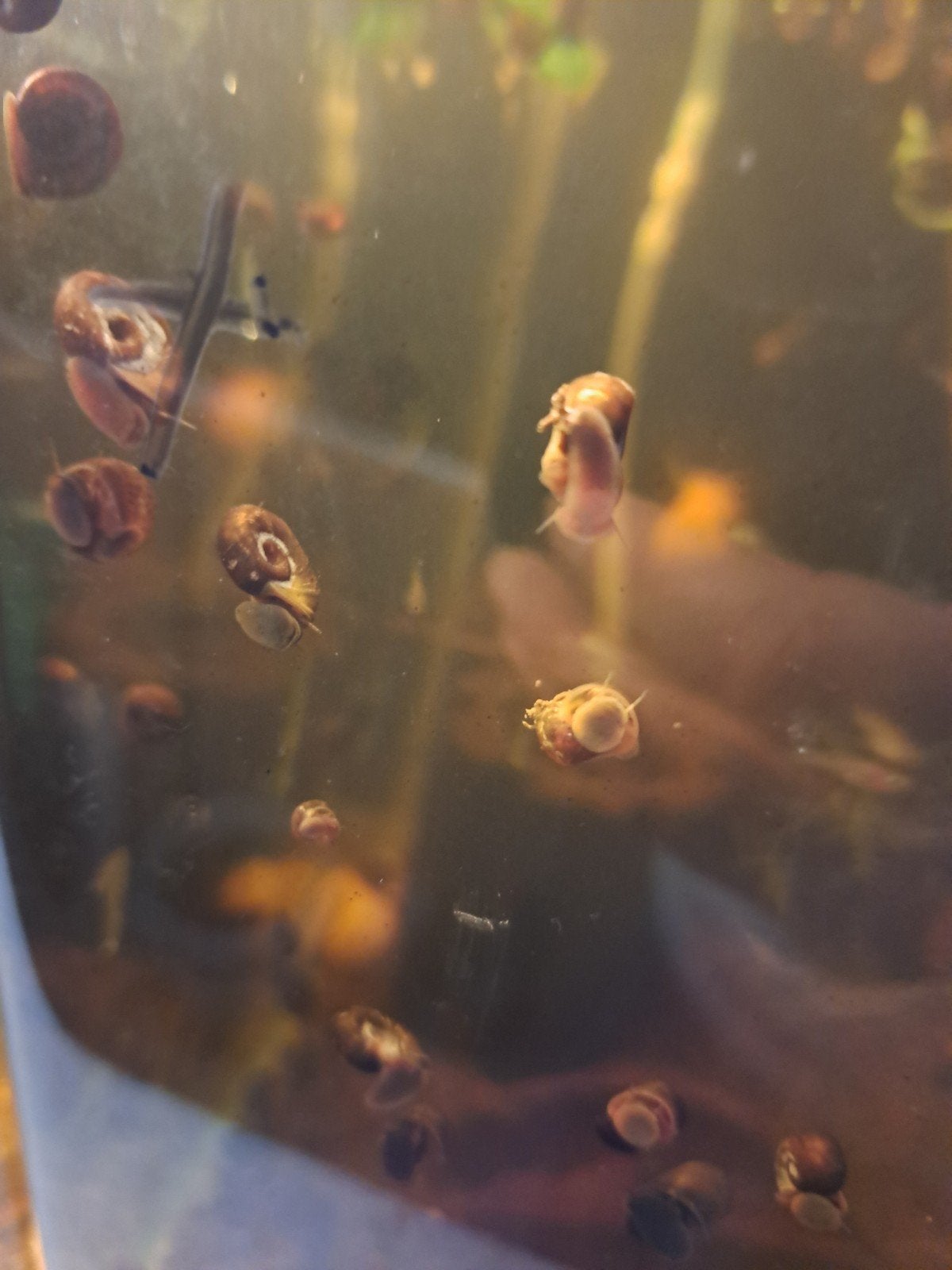 posthoornslakken en torenslakken, Dieren en Toebehoren, Vissen | Aquariumvissen, Vis