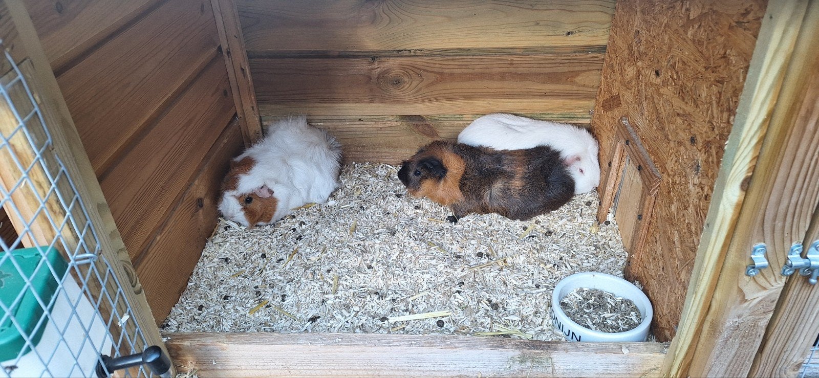 3 cavia's, Maart, Meerdere dieren, Cavia