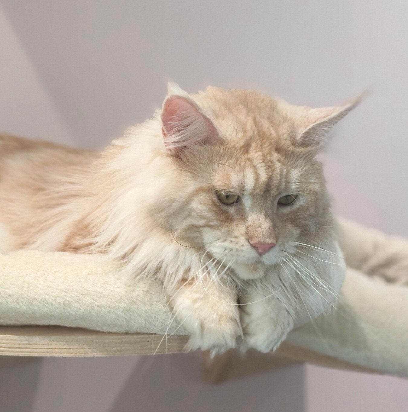 lieve katers mogen enkele buien dekkingen doen