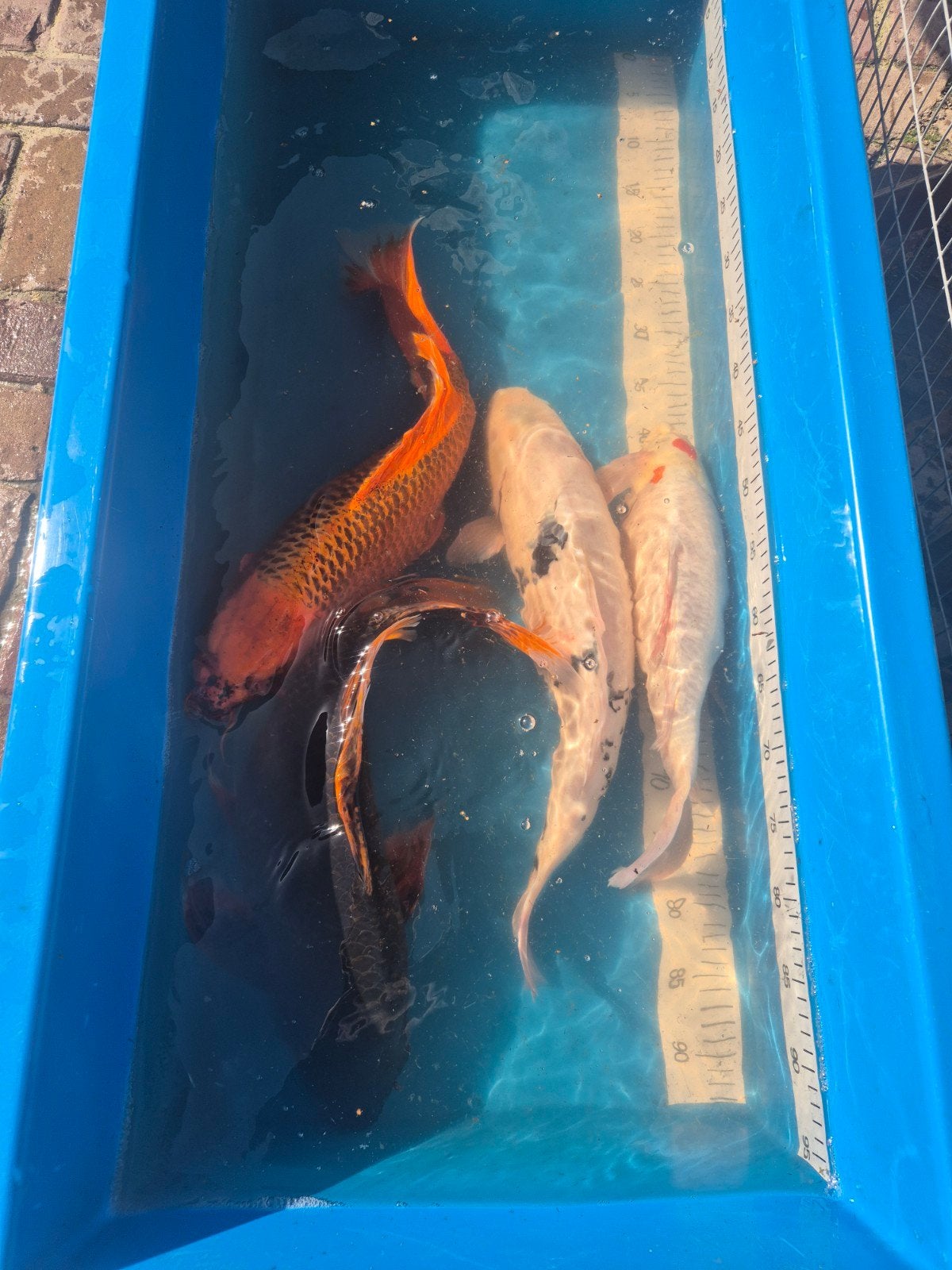 Koi Karpers, Dieren en Toebehoren, Karper of Koi