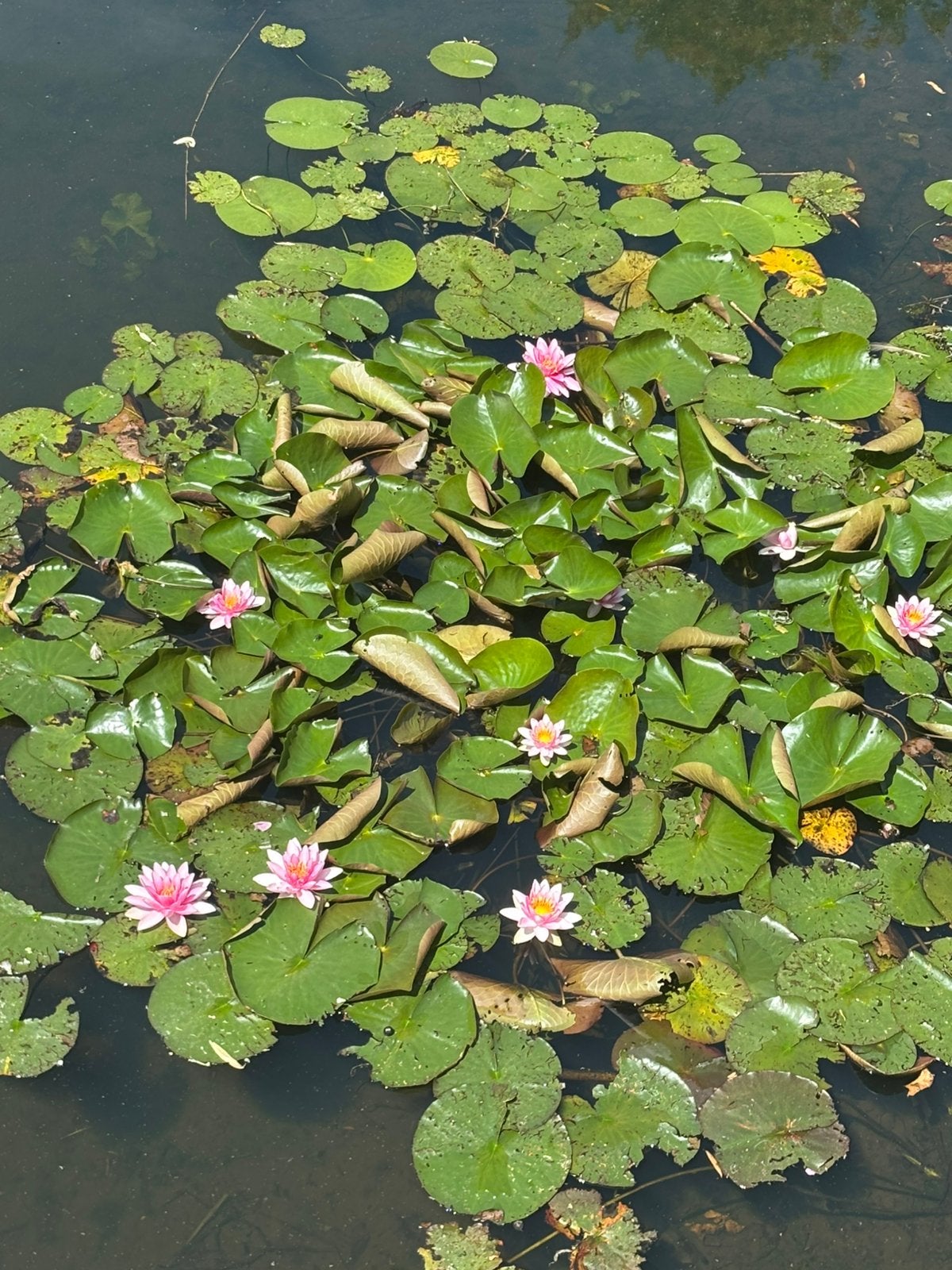 Zie de beschrijving (plantjes ruil zwolle), Huis en Inrichting, Kamerplanten, Ophalen, Overige soorten, Halfschaduw, Minder dan 100 cm