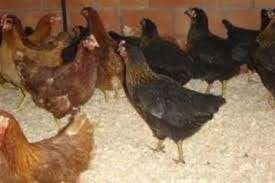 Barnevelder kippen. [Bruine en Zwarte hennen], Dieren en Toebehoren, Vrouwelijk, Kip
