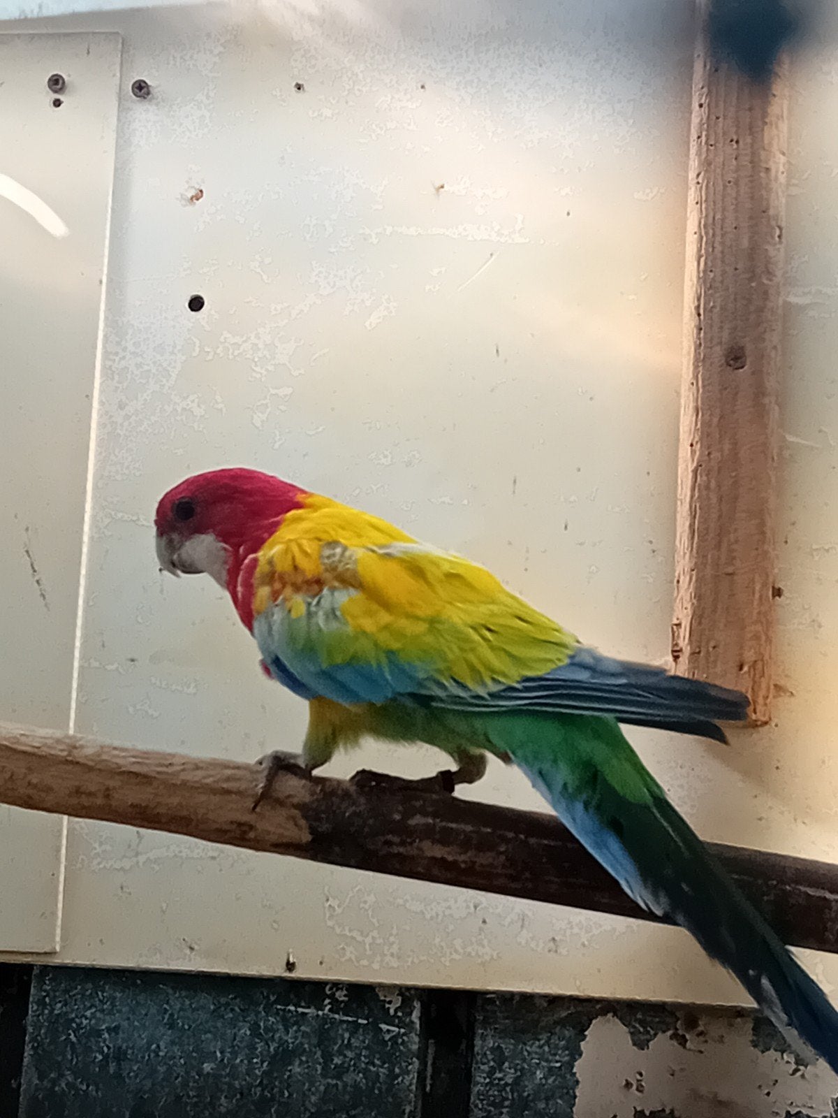 GOLDEN   Rosella, Mannelijk, Parkiet
