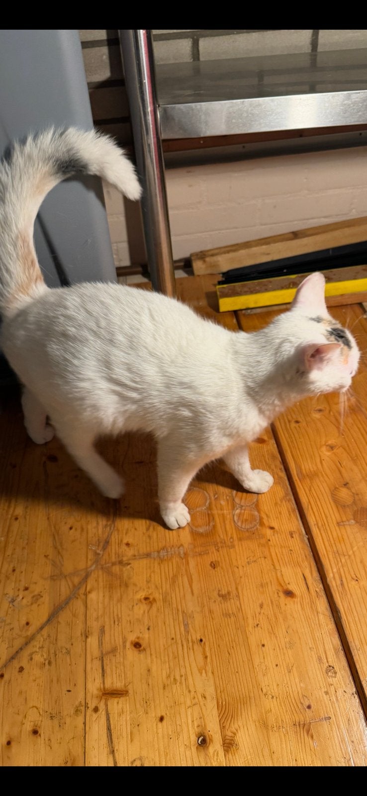 Moederkat incl net geboren kittens, Dieren en Toebehoren, Poes