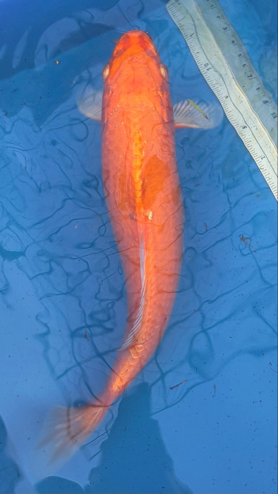 Oranje koi. 25-30cm, Karper of Koi