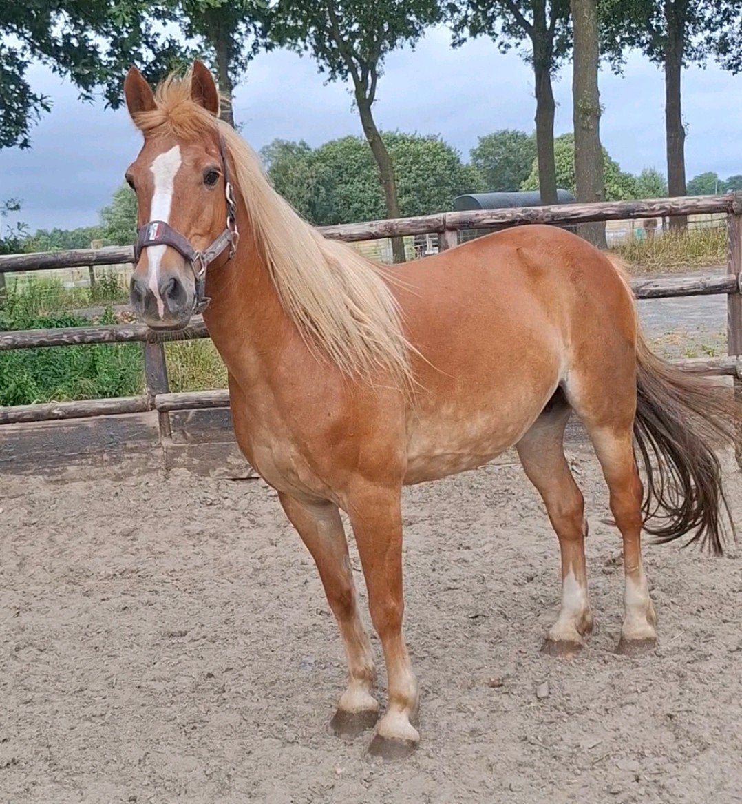 Mooie 9 jr E pony 1,52 mtr, Dieren en Toebehoren, Pony's, 7 tot 10 jaar, Onbeleerd, Recreatiepony, Merrie