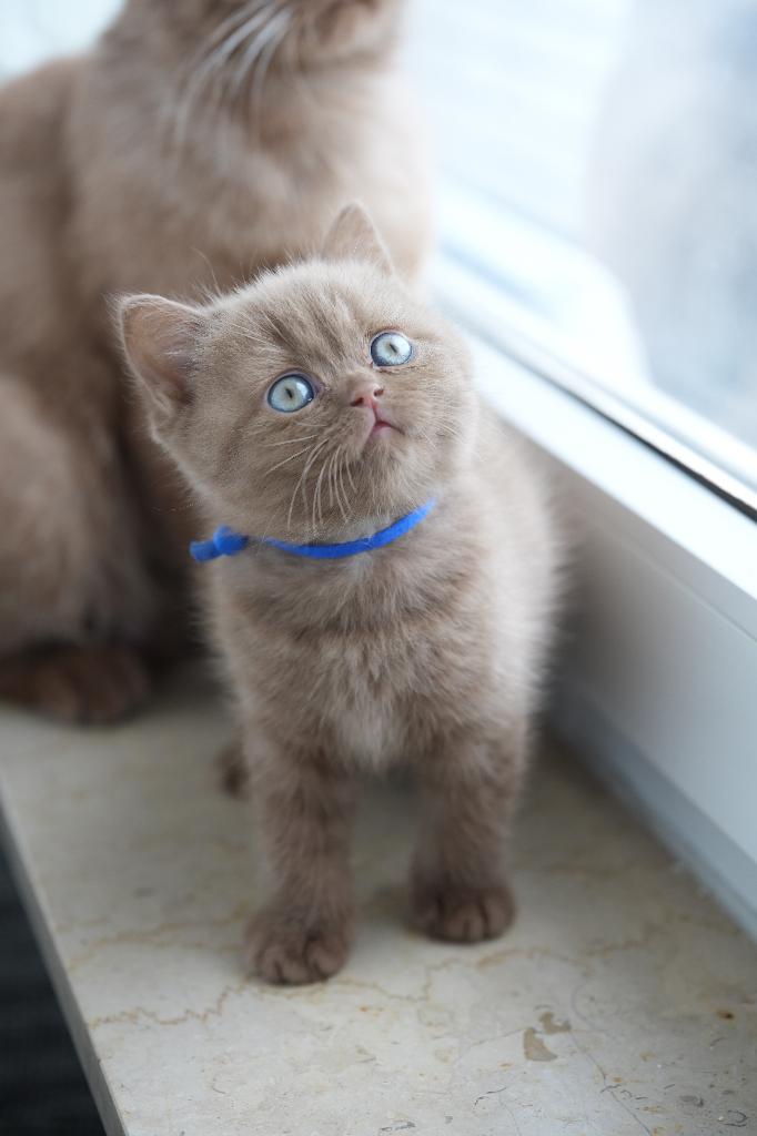 British Shorthair Cinnamon + Chocolate + Fawn, Dieren en Toebehoren, Poes, Met stamboom, 0 tot 2 jaar