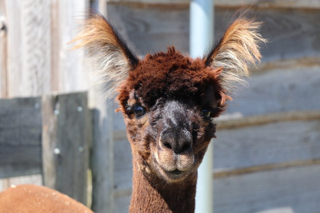 Alpaca hengst te koop 3 jaar oud, Dieren en Toebehoren, Overige Dieren, Oktober, Mannelijk