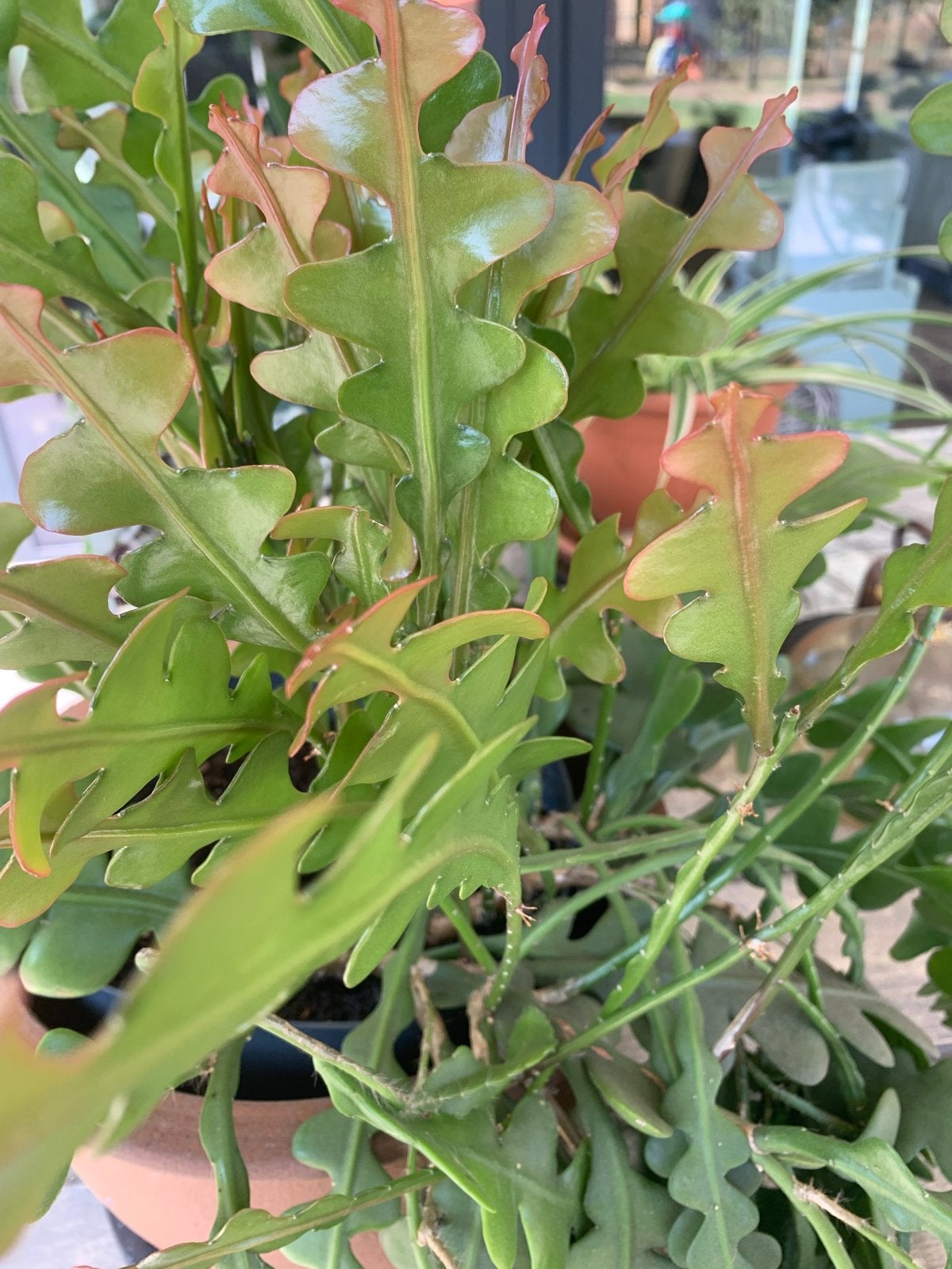 Epiphyllum Anguliger en Hedera Helix (Klimop), Ophalen, Vaste plant, Bloeit niet, Halfschaduw