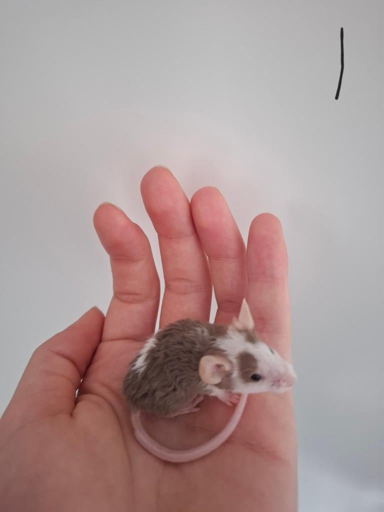 Jonge kleurmuis mannetjes tam ook met krullen, Dieren en Toebehoren, Knaagdieren, April, Muis, Meerdere dieren, Tam