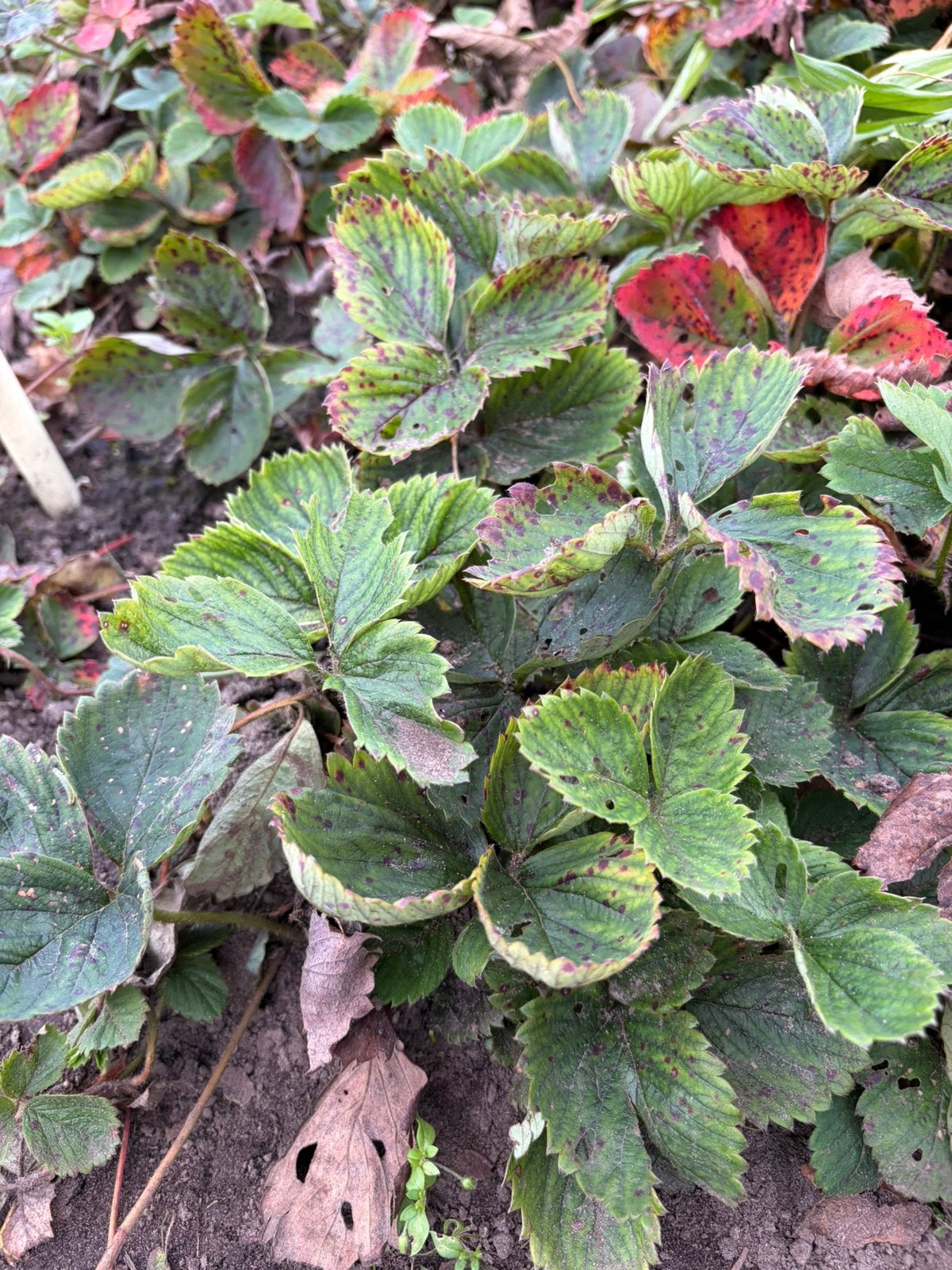 Aardbeiplanten, Ophalen, Volle zon
