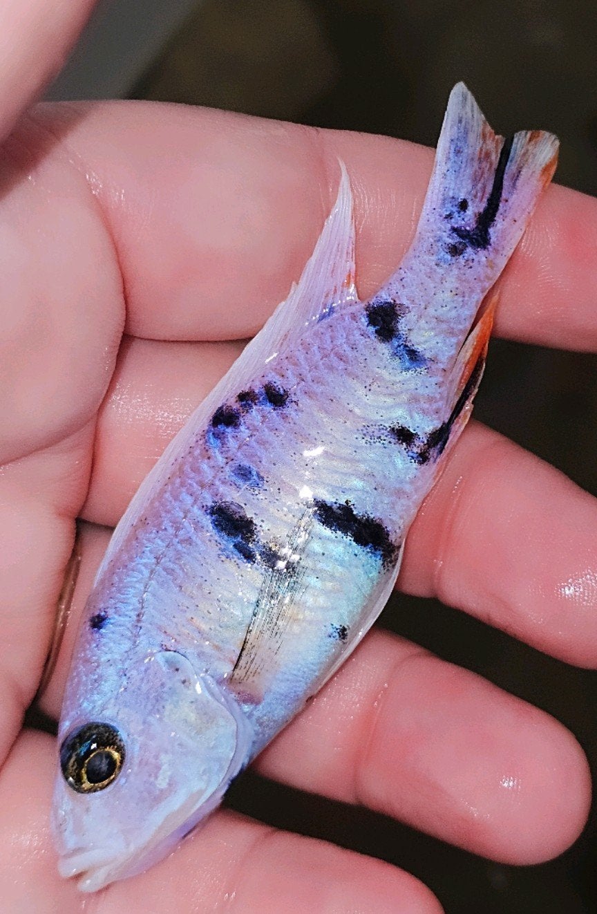 Xclusief Fryeri Platinum Ice koppel (eigen kweek!), Dieren en Toebehoren, Vissen | Aquariumvissen, Vis