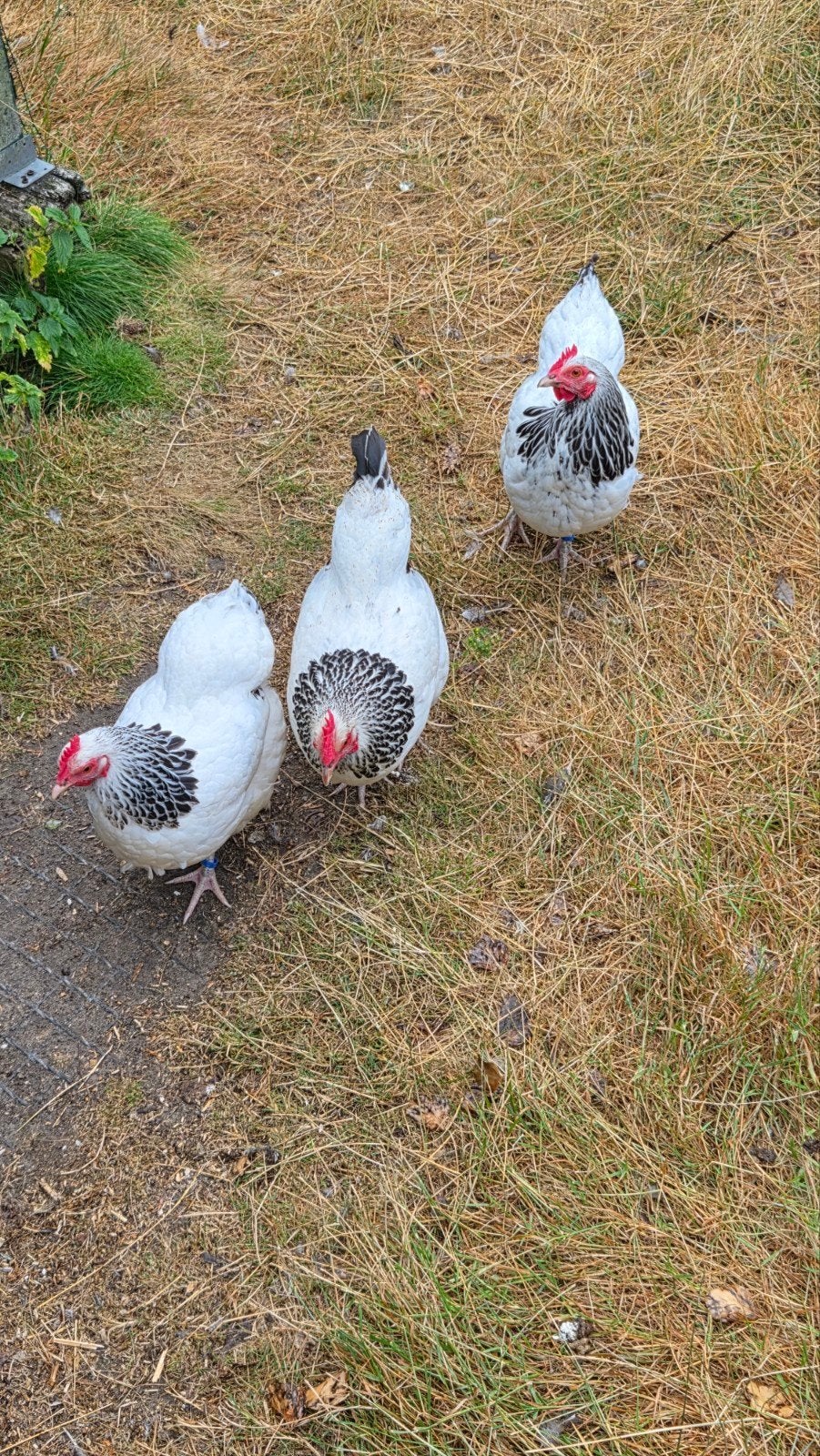 krielhennen tekoop Sussex geringd., Dieren en Toebehoren, Pluimvee, Meerdere dieren, Kip