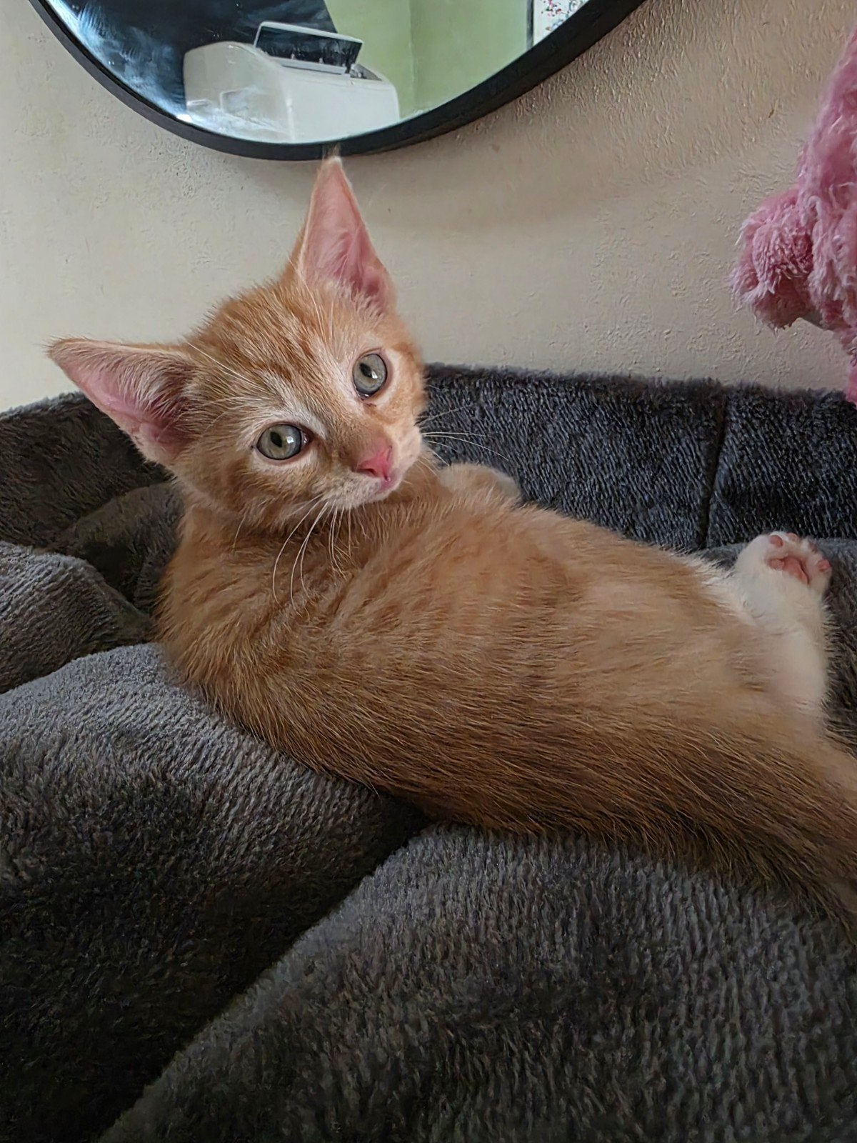 Lieve halve raggdoll kittens te koop, Meerdere dieren