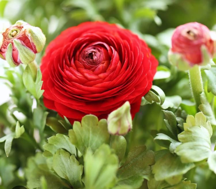Rode ranonkel planten €1,50 per stuk, Ophalen, Overige soorten, Volle zon