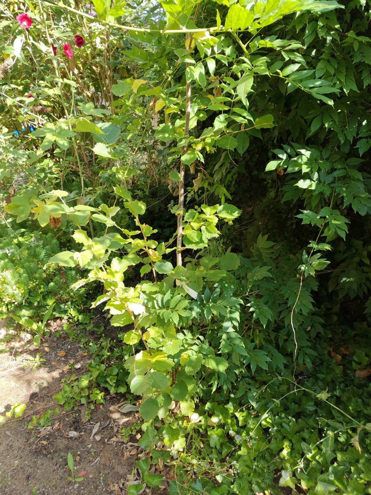 Hazelaar boompje, Tuin en Terras, Ophalen, Overige soorten, Minder dan 100 cm