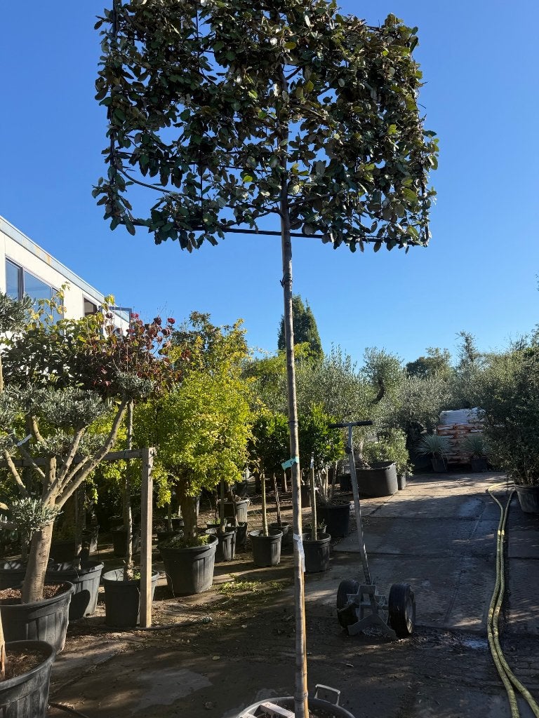 Prachtige eleagnus Leiboom - Groenblijvend en Volle Zon, Bloeit niet, Leiboom, Ophalen of Verzenden, 250 tot 400 cm