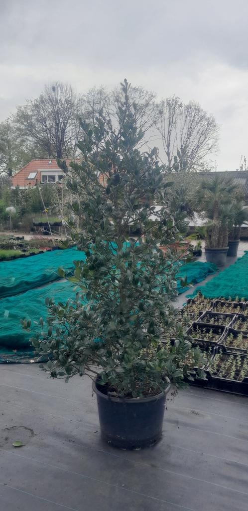 Ilex aquifolium 200/250 cm, Ophalen, Overige soorten