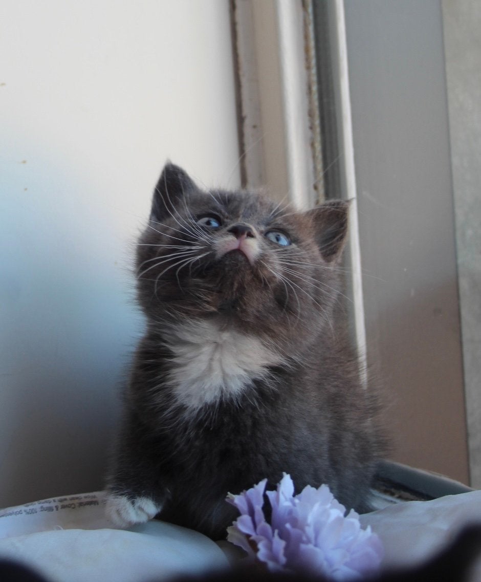 Super lieve grijze britse langhaar poesje!, Dieren en Toebehoren, Poes, Langharig, 0 tot 2 jaar