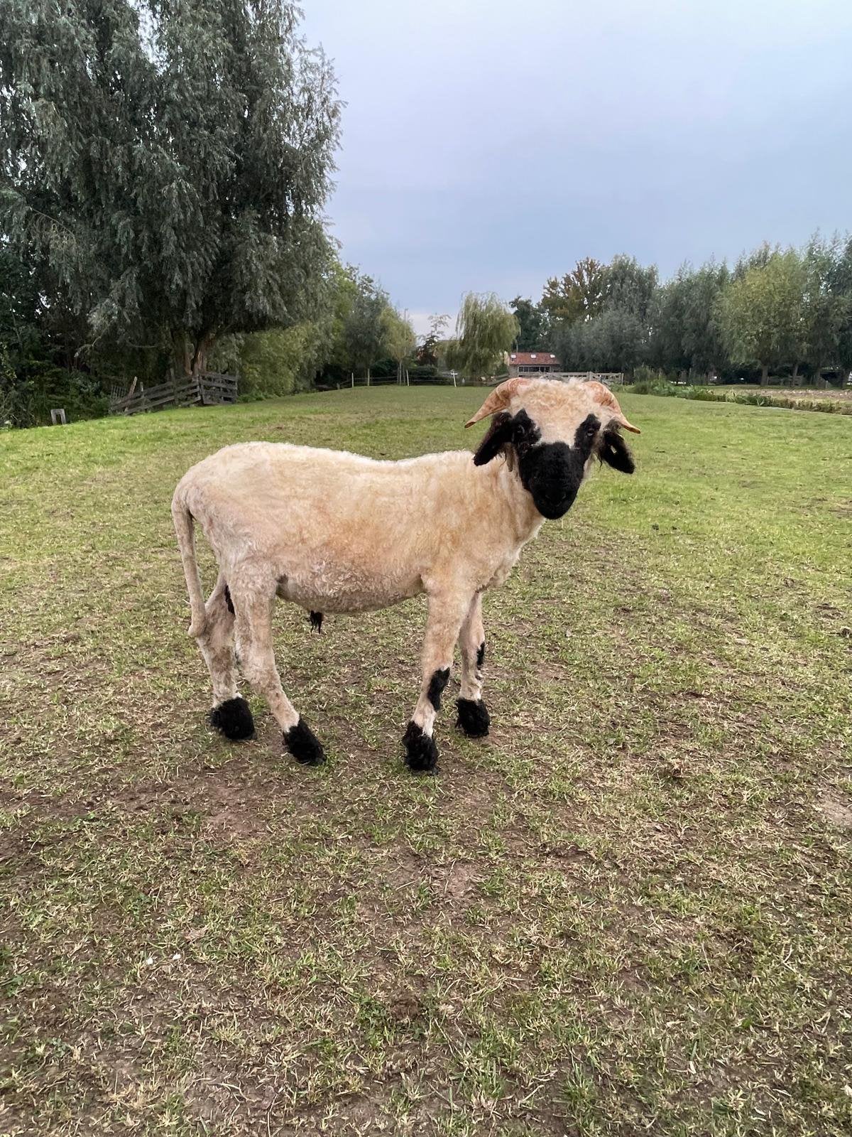 Walliser schwarznase ramlam, Dieren en Toebehoren, Mannelijk, Schaap, 0 tot 2 jaar