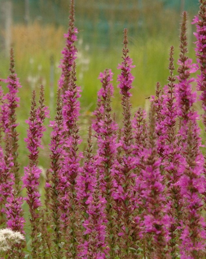 Zaden Lythrum salicaria Zigeunerblut, Ophalen of Verzenden, Volle zon