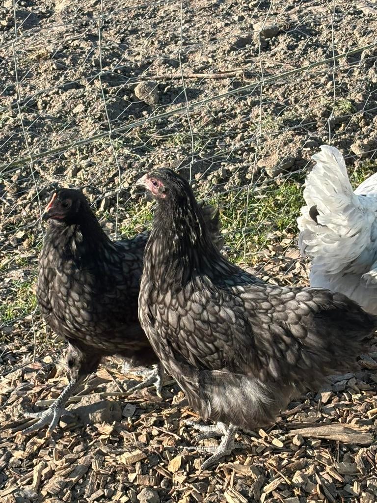 Orpingtons te koop, Dieren en Toebehoren, Pluimvee, Meerdere dieren, Kip