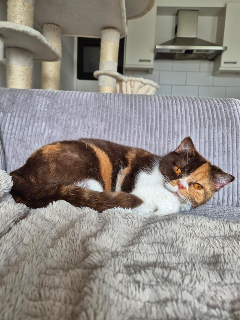 Britse korthaar zoekt goude mandje, Poes, Gechipt, 0 tot 2 jaar