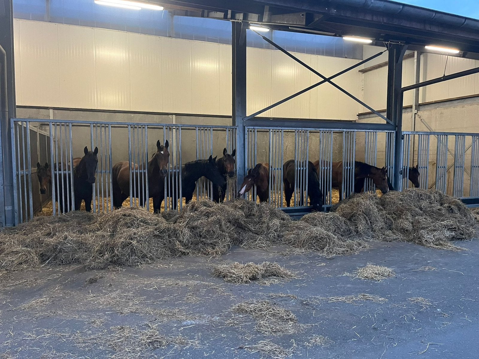 Kleinschallige opfok, Dieren en Toebehoren, Opfok