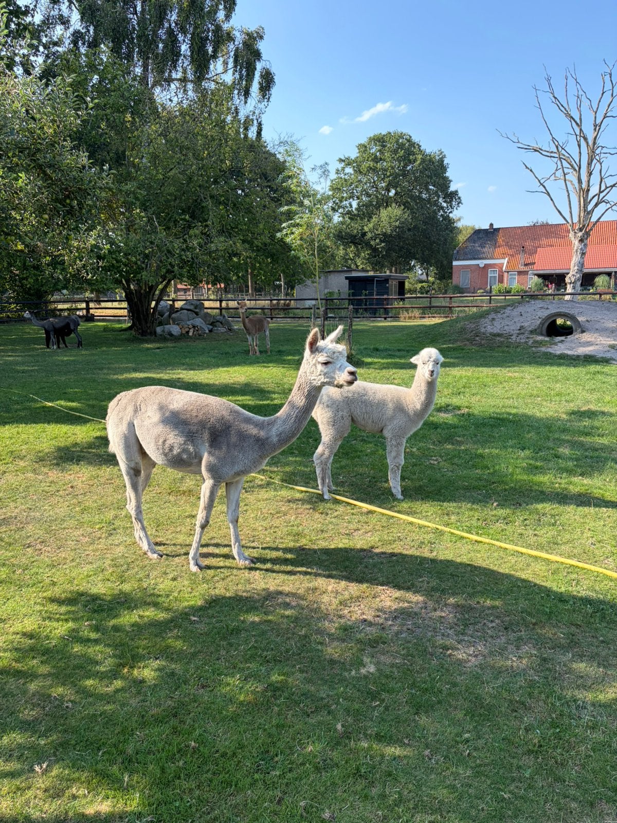Drachtige alpaca met veulen, December, Vrouwelijk
