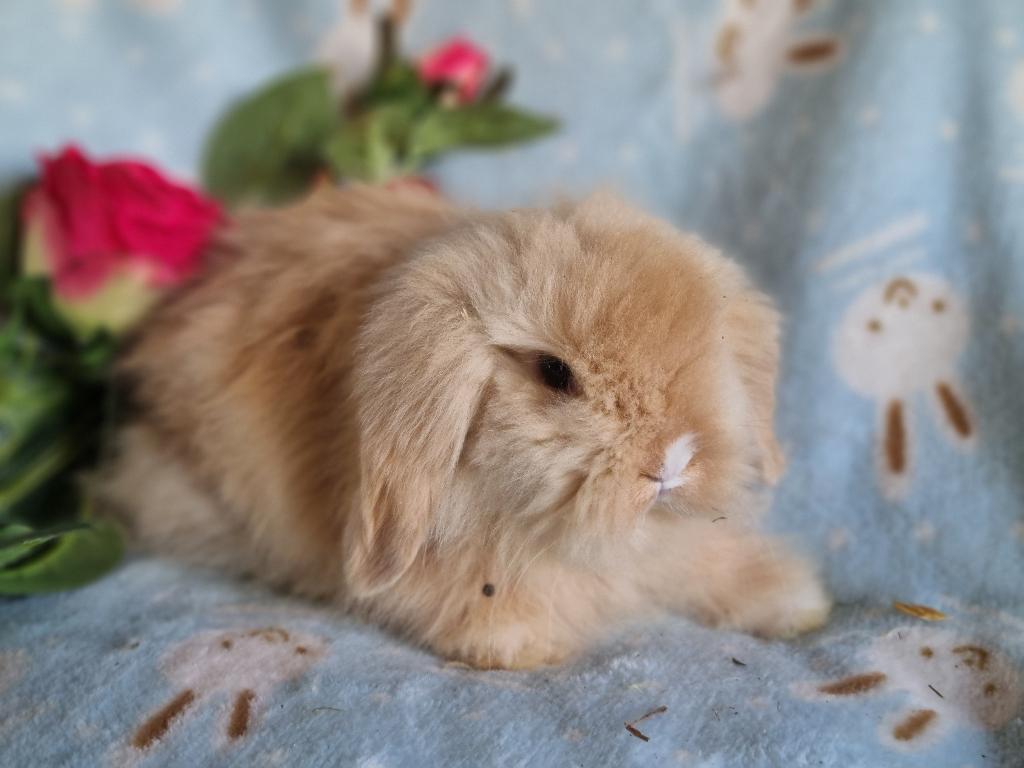 Teddywidder dwerghangoor konijnbaby, Dieren en Toebehoren, Konijnen, Mannelijk, Dwerg