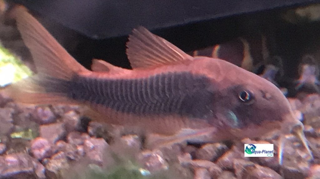 Corydoras aeneus, Vis, Zoetwatervis, Schoolvis