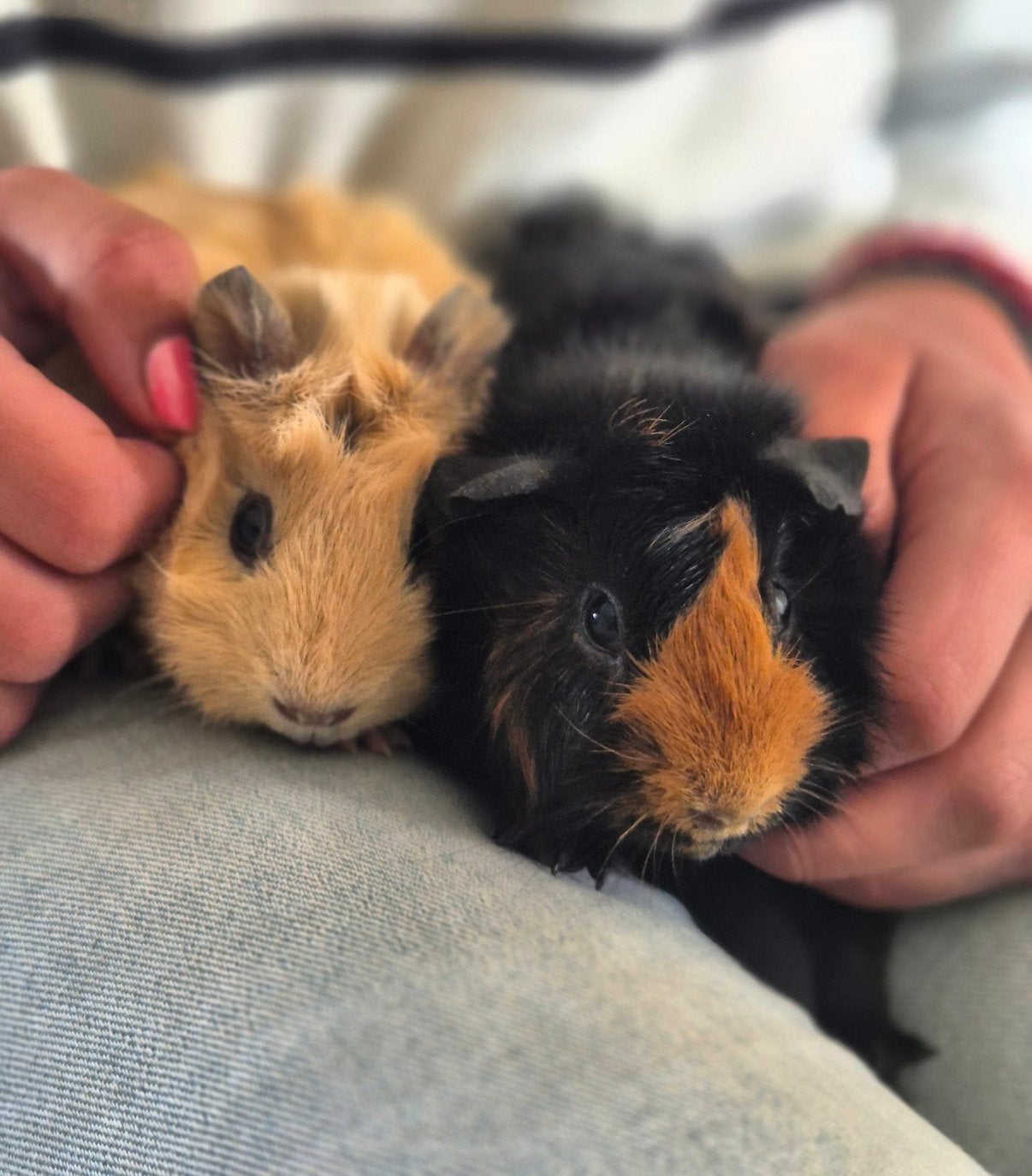 Cavia’s Henk&Harrie inclusief hok en toebehoren., Cavia, Mannelijk, Mei, Tam