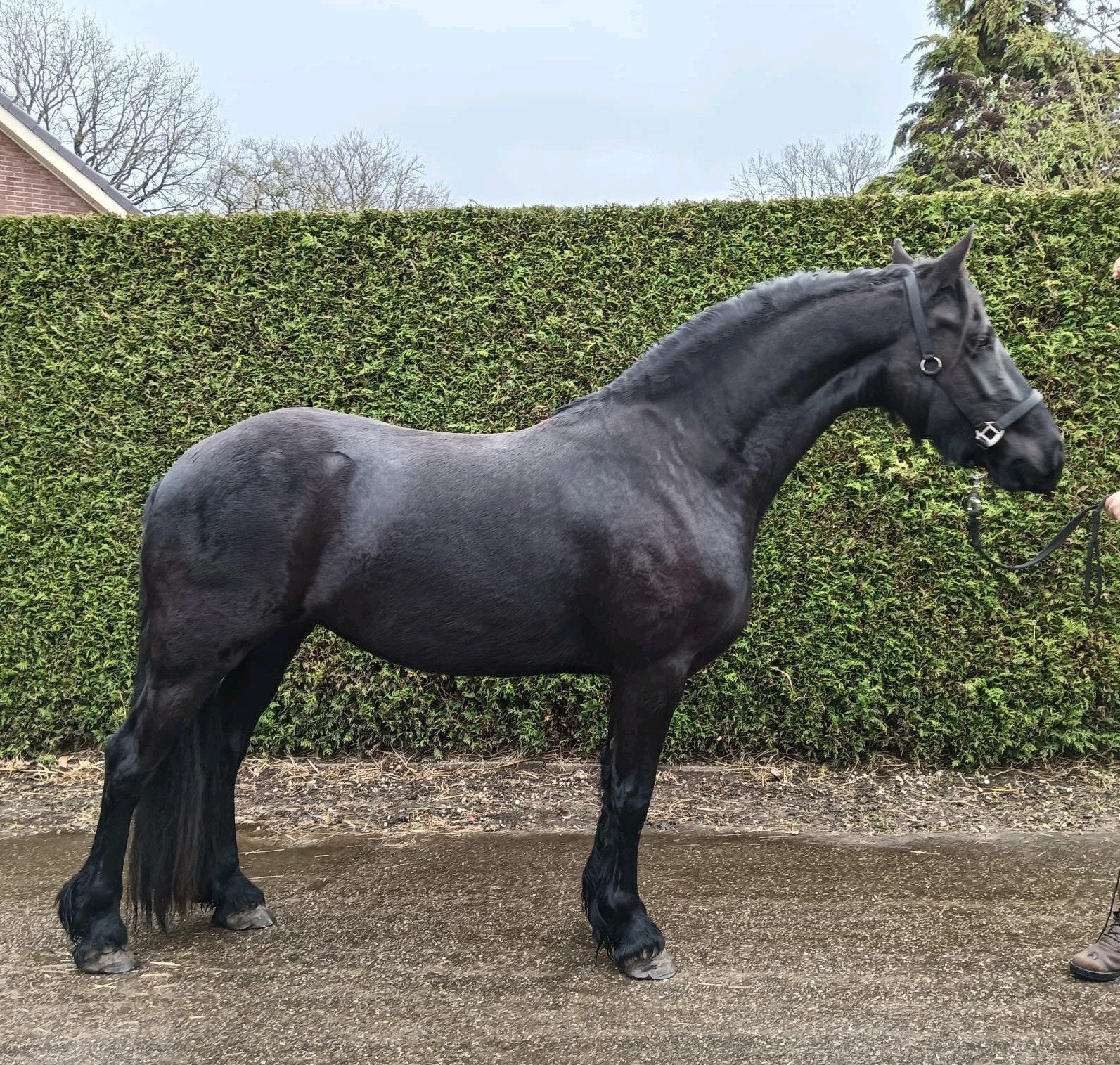 4 jarige friese merrie te koop!, Merrie, Recreatiepaard