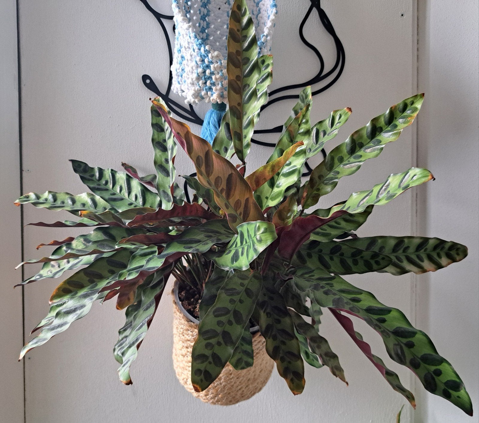 Plant Calathea 'Rattlesnake' Lancifolia, Groene kamerplant, Ophalen, Halfschaduw, Minder dan 100 cm