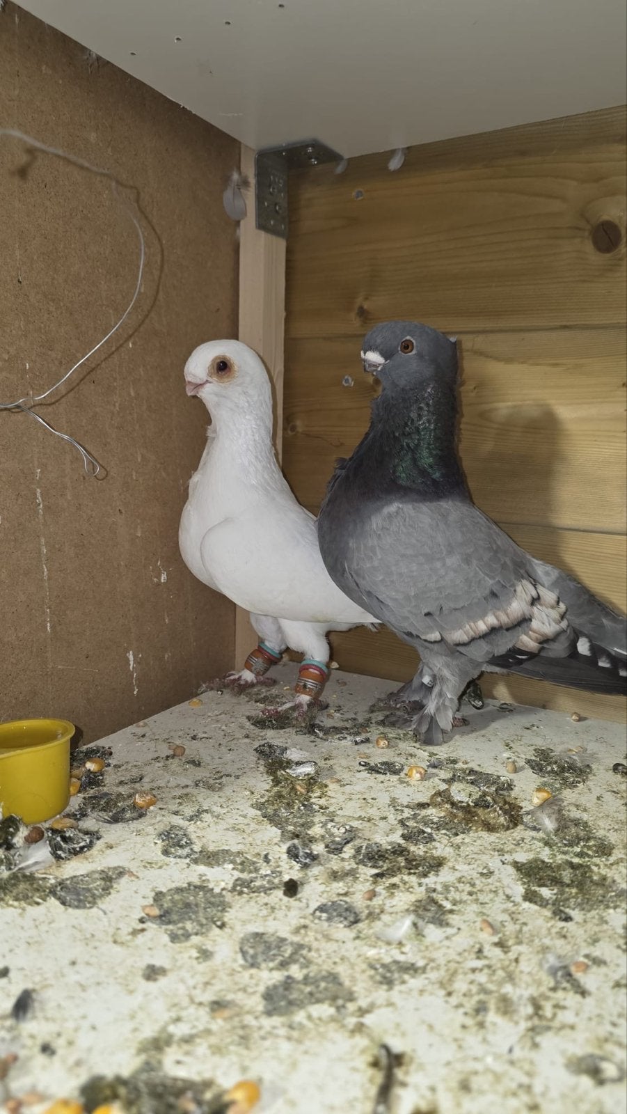 Duiven koppel, Dieren en Toebehoren, Meerdere dieren, Overige soorten