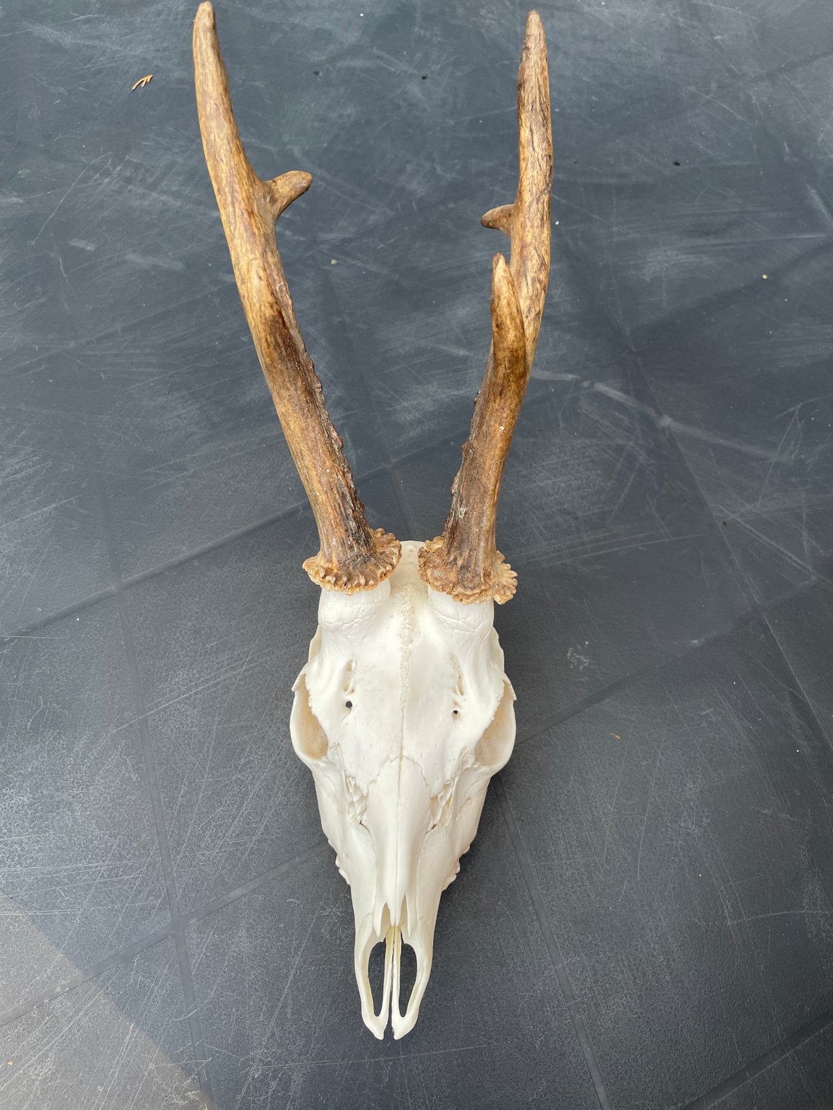Mooie herten schedel met gewei - Decoratie uit Tsjechië, Verzamelen, Ophalen of Verzenden, Gebruikt, Hert, Schedel