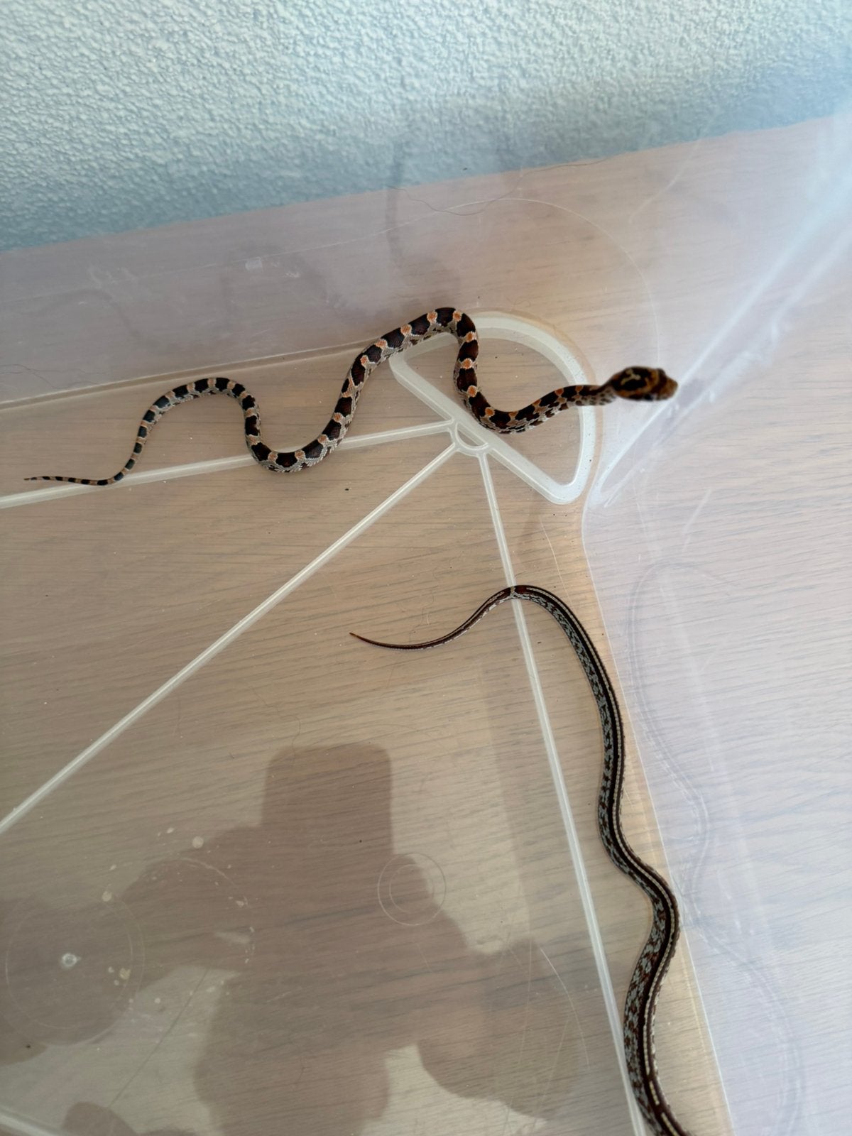 Baby rattenslang Rat Snake photo 3