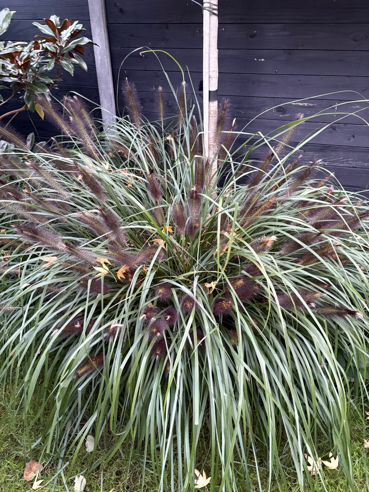 Siergras met pluimen - Pennisetum alopecuroides, Tuin en Terras, Ophalen, Volle zon, Vaste plant, Siergrassen