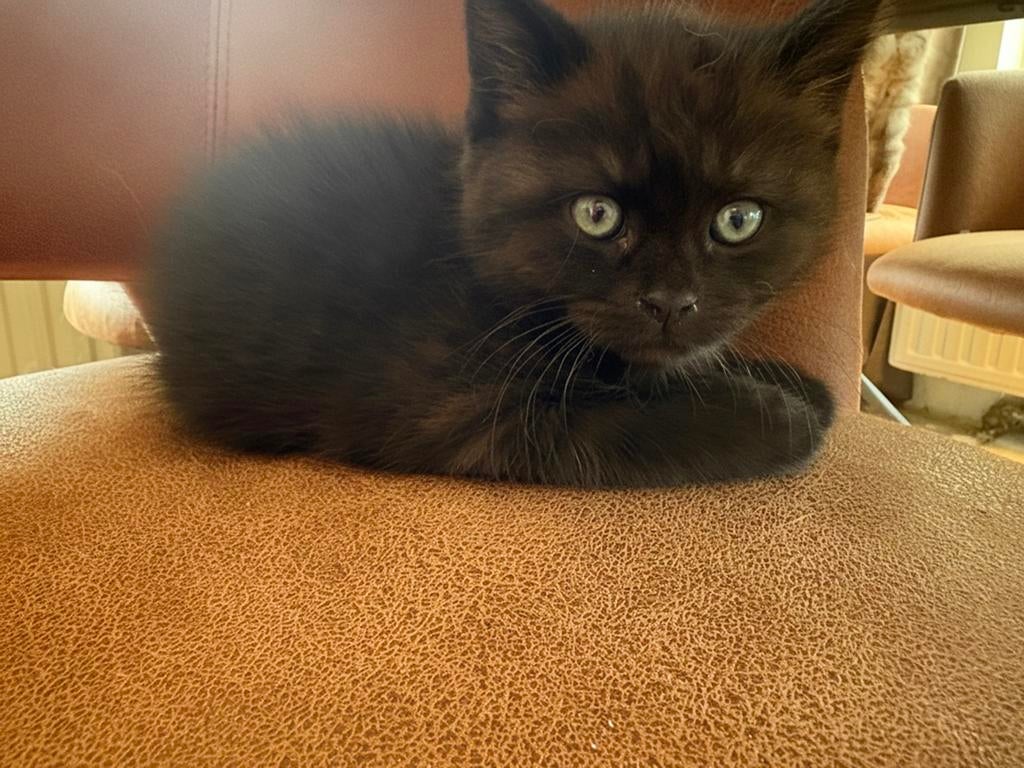 kittens ( maine-coon/pers ), Meerdere dieren, Gechipt, 0 tot 2 jaar