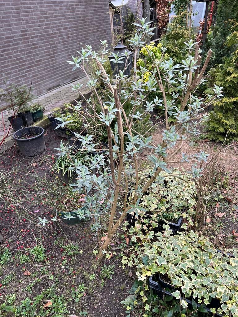 Vlinderdtruik, Ophalen of Verzenden, Overige soorten, Volle zon