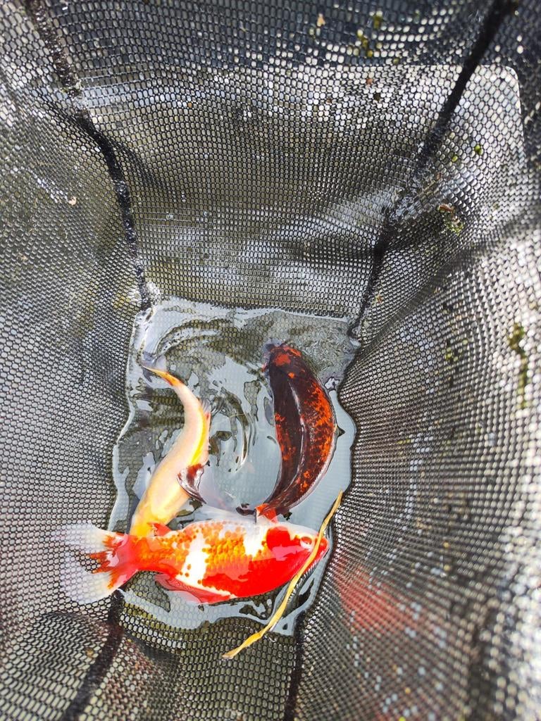 Grote goudvissen tussen de 10 en 15 cm, Dieren en Toebehoren, Vissen | Vijvervissen, Goudvis(sen)