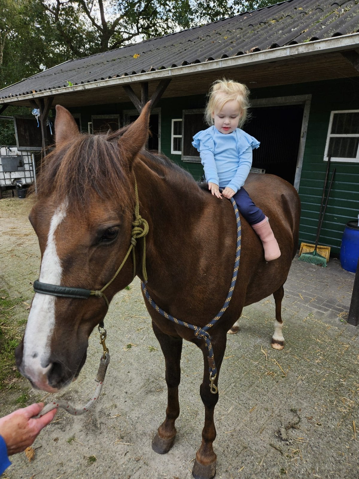 Leuke pony  Koos zoekt nieuw fijn thuis., Ruin, Niet van toepassing, 11 jaar of ouder, D pony (1.37m tot 1.48m)