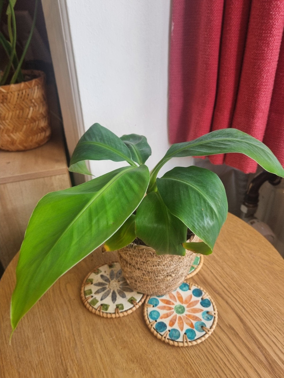 Bananenplant exclusief pot, Ophalen, Overige soorten, Halfschaduw, In pot